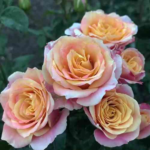 Саженцы роз Антигуа (привитый) - 2-летний Черновцы