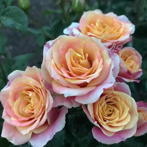 Саженцы роз Антигуа (привитый) - 2-летний Черновцы - изображение 1