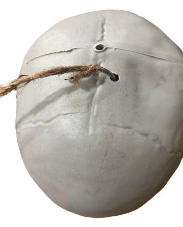 Анатомічний скелет людини RESTEQ 170 см — велика навчальна модель із ПВХ з рухомою щелепою, білий Київ