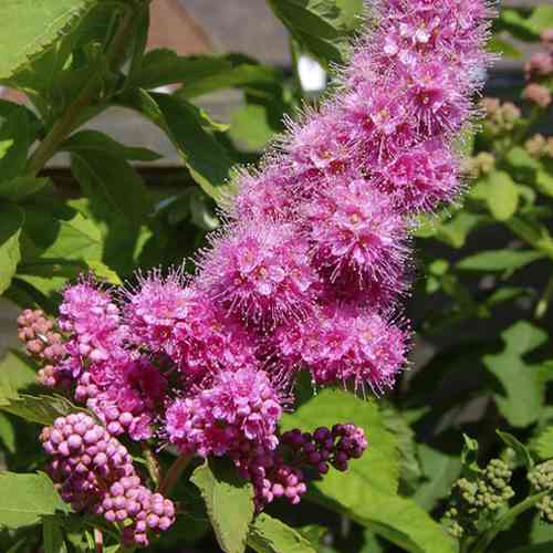 Саженцы спиреи Билларда (черенкованный) - 2-летний Черновцы
