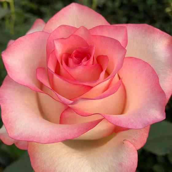 Саженцы чайно-гибридных роз Джумилия (привитый) Черновцы