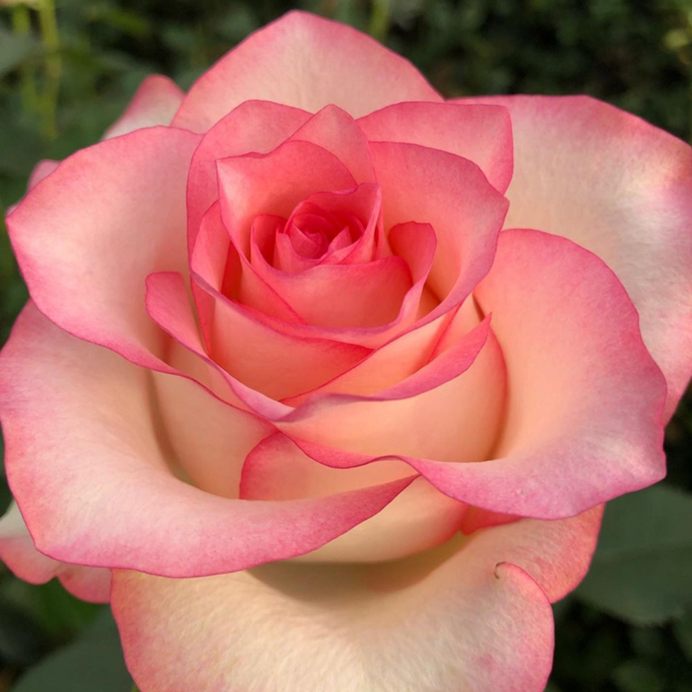 Саджанці чайно-гібридних троянд Джумілія (привитий) Чернівці - фото 3