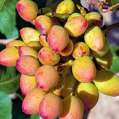 Саджанці фісташки Гірська Перлина - 1-річний Чернівці