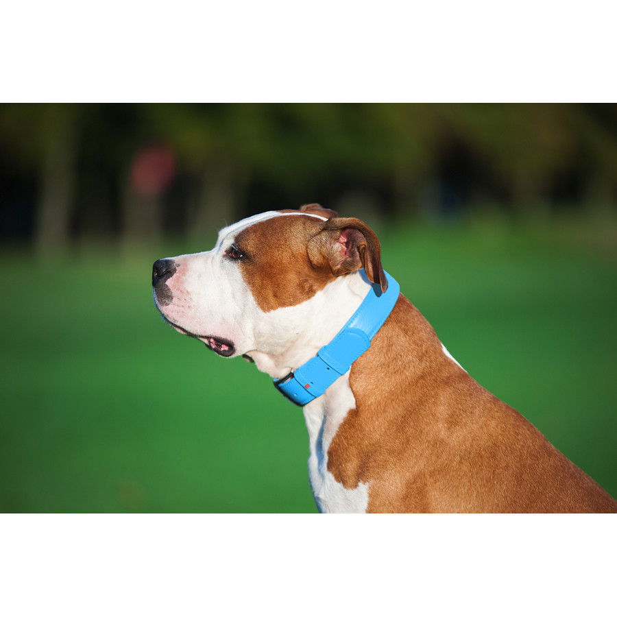 Нашийник для собак шкіряний WAUDOG Glamour з QR паспортом, без прикрас, L, Ш 25 мм, Дов 38-49 с Коломыя - изображение 5