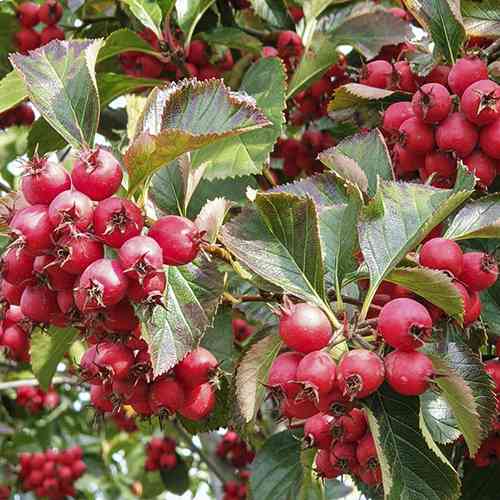 Саджанці глоду Сливолистий (привитий) - 1-річний Чернівці