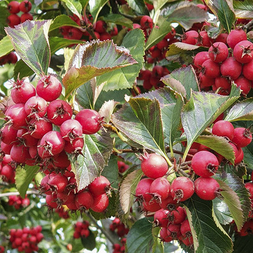 Саджанці глоду Сливолистий (привитий) - 1-річний Чернівці - фото 1