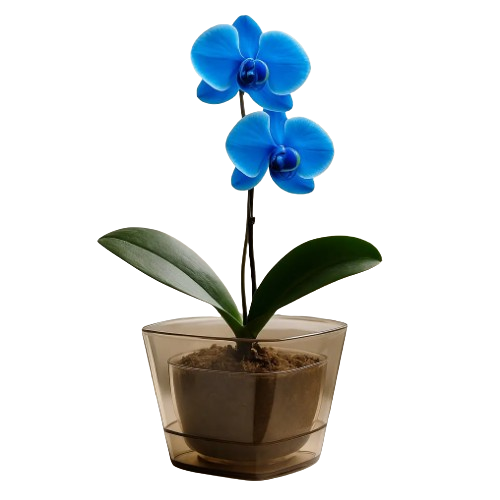 Вазон Pera Орхідея 2,3л карамельно-бурштиновий прозорий ELIF Житомир - изображение 1
