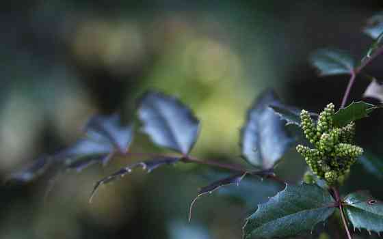 Объектив Canon EF 100mm. F/2.0 USM Киев