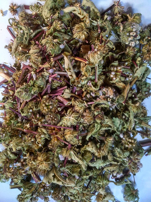 Зопник клубненосный (Железняк бульбистий) 100г master sem Киев - изображение 3