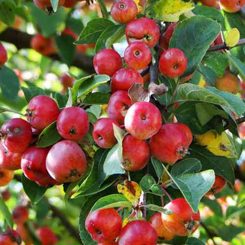 Саженцы яблони Хубэйская (привитый) - 1-летний Черновцы