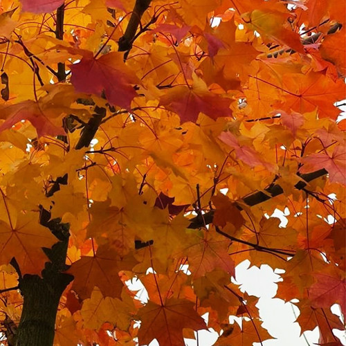 Саженцы клена Норвежский (привитый) - 2-летний Черновцы - изображение 1