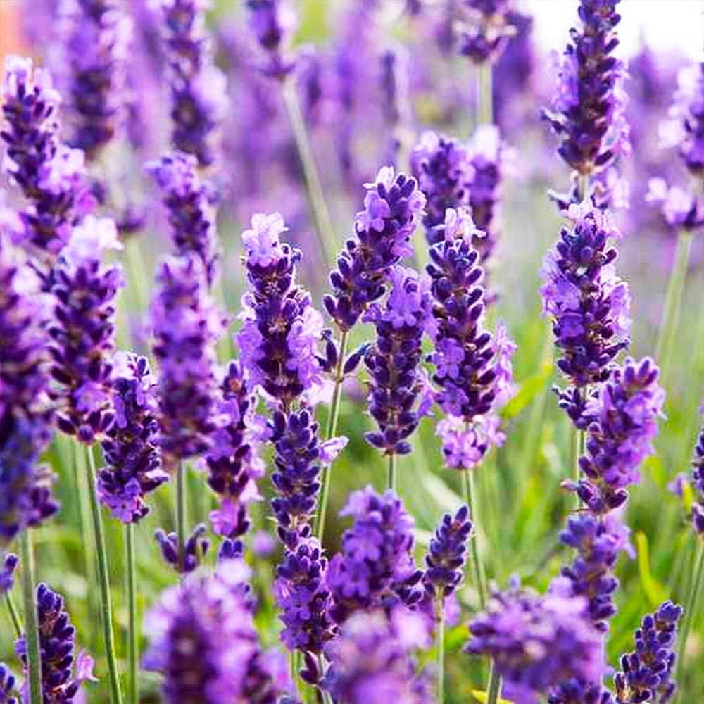 Саджанці лаванди Лондон Блю (черенкований) - 2-річний Чернівці - фото 1